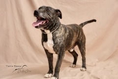 BUDDY Imagen 9